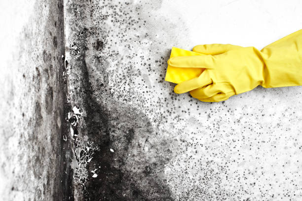 Best Same-Day Mold Removal  in Raymondville, TX