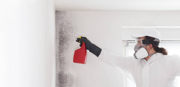 Best Certified Mold Removal  in Raymondville, TX