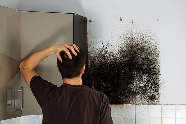 Best Black Mold Removal  in Raymondville, TX